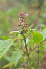Image showing Fresh basil and blossom 