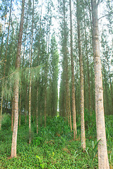 Image showing Pine forest in plantation