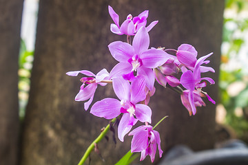 Image showing Spathoglottis Plicata purple orchids