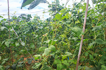 Image showing Yard long bean farm