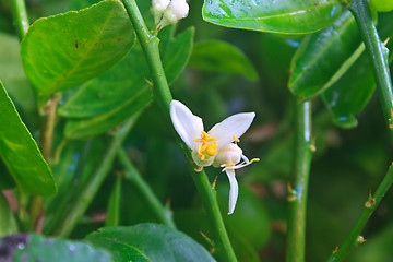 Image showing Flowering lemon tree with green leaf