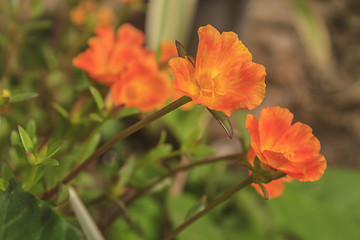 Image showing Portulaca flowers