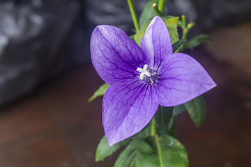 Image showing Closeup of purple flowers 