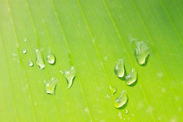 Image showing green leaf with drops of water 