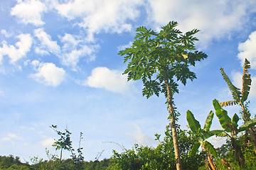 Image showing papayas tree in the farm