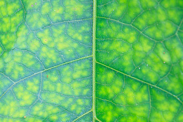 Image showing Texture of a green leaf as background 