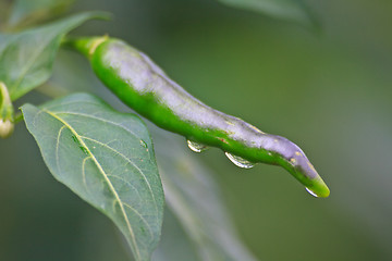 Image showing Fresh chillies growing with drop water 