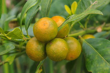 Image showing Lemons on tree in farm