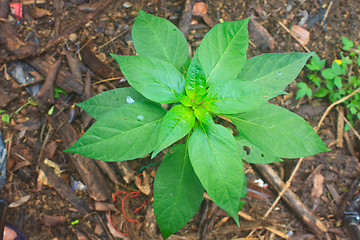 Image showing green leaves of chili peppers tree