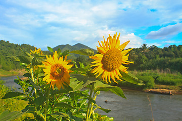 Image showing beautiful sunflower in field and blue sky