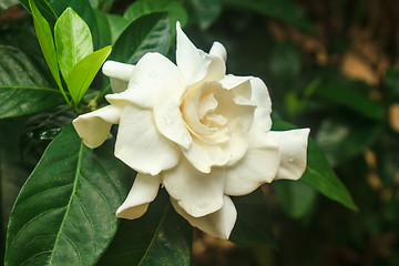 Image showing beautiful Gardenia jasminoides flower on tree