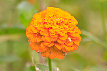 Image showing Zinnia elegans in field