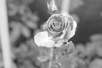 Image showing flowering roses 