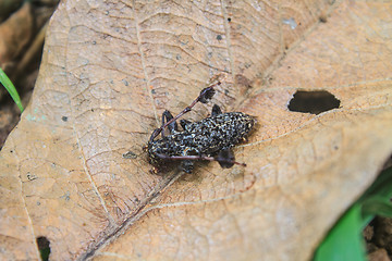 Image showing Long horn beetle on dry leaf