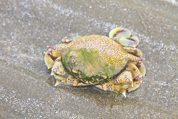 Image showing crab on a background of sand 