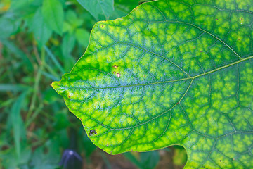 Image showing Texture of a green leaf as background 