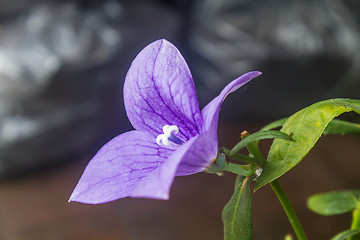 Image showing Closeup of purple flowers 