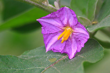 Image showing eggplant flowers blooming in nature