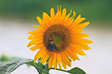 Image showing beautiful sunflower in field