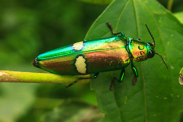Image showing beetle in Genus steriocera