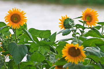 Image showing beautiful sunflower in field