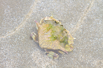 Image showing crab on a background of sand 