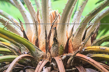 Image showing  Cycads in the wild nature