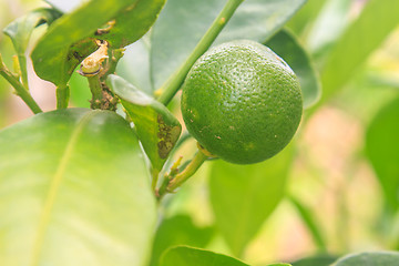 Image showing Lemons on tree in farm