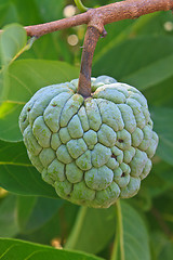 Image showing  Sugar apples  growing on a tree in garden