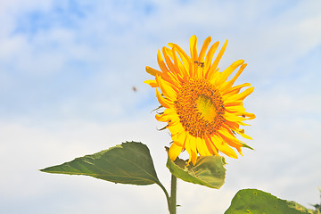 Image showing beautiful sunflower in field and blue sky