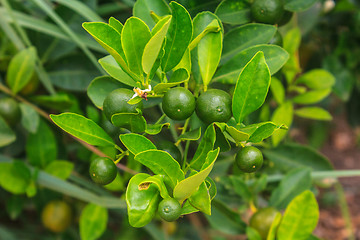 Image showing Lemons on tree in farm