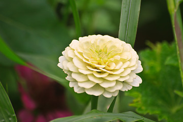 Image showing Zinnia elegans in field