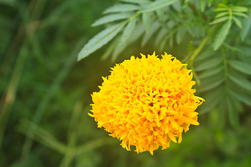 Image showing Marigold  flowers field