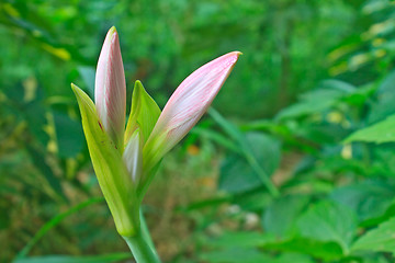 Image showing Bud of Hippeastrum flower 