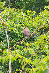 Image showing Crested Serpent Eagle resting on a perch