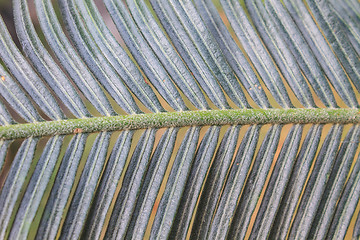 Image showing  beautiful green cycad leaf