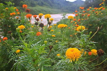 Image showing Marigold  flowers field