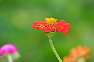 Image showing Zinnia elegans in field