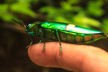 Image showing beetle in Genus steriocera