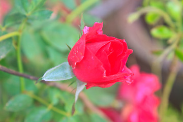 Image showing  flowering red roses in the garden 