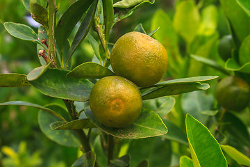 Image showing Lemons on tree in farm