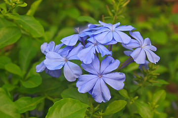 Image showing verbena flower in garden