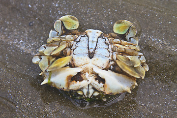 Image showing crab on a background of sand 