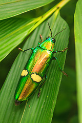 Image showing beetle in Genus steriocera