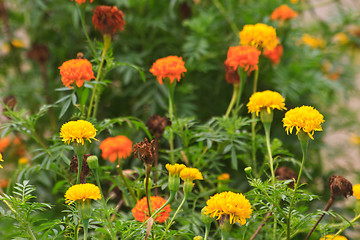 Image showing Marigold  flowers field