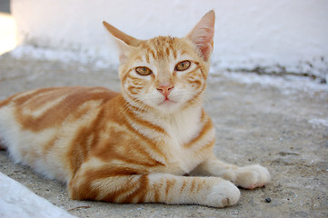 Image showing Cat