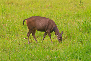 Image showing beautiful female samba deer standing in Thai forest