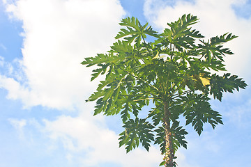 Image showing papayas tree in the farm