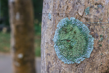 Image showing Trunk of an old tree covered with a lichen