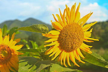 Image showing beautiful sunflower in field and blue sky